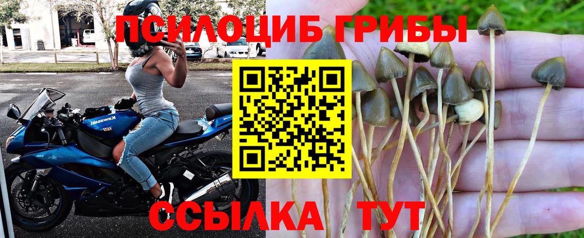 Черняховск  Псилоцибиновые грибы Cubensis  Вход с VPN 