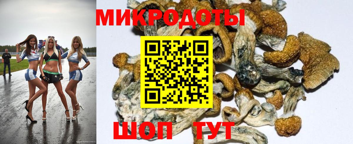 Псилоцибиновые грибы Psilocybe Черняховск